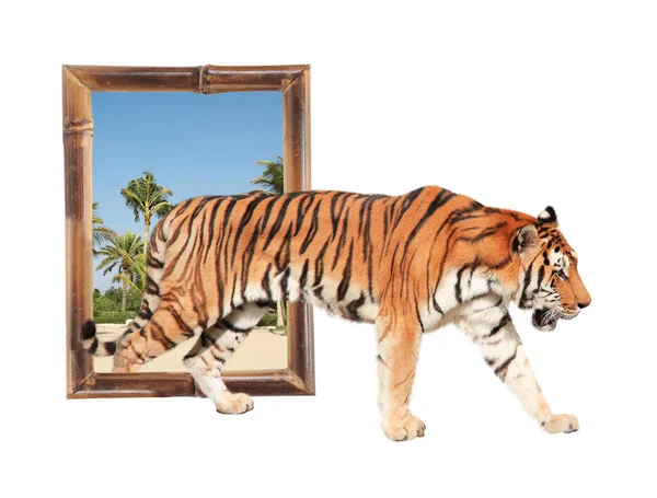 Tiger kommt aus einem Bambusrahmen mit 3D-Effekt — Stockfoto