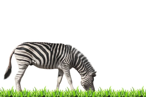 Зебра пасущаяся на зеленой траве — стоковое фото
