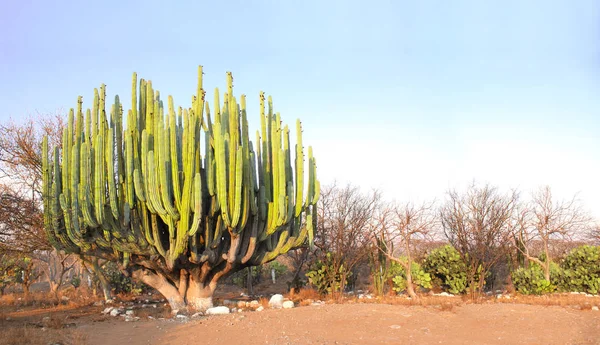 Гигантский кактус, Мексика, Северная Америка — стоковое фото