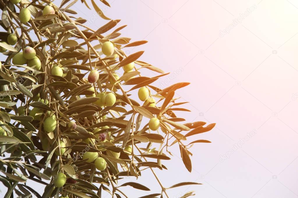 Ripe green olives on olive tree