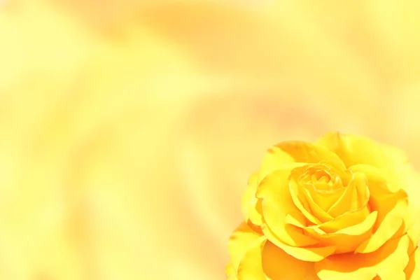 Θολή φόντο με τριαντάφυλλο κίτρινο χρώμα — Φωτογραφία Αρχείου