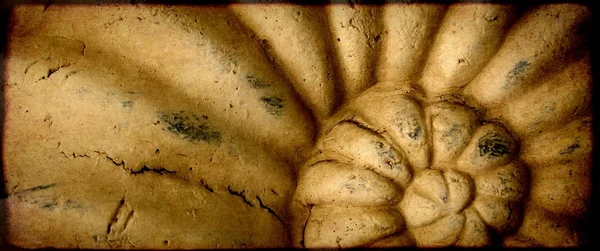 Grunge-Hintergrund mit Papierstruktur und Ammoniten-Schale — Stockfoto