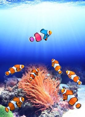 Standart clownfish ve bir renkli balık sürüsü