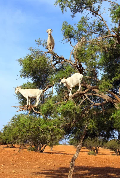 모로코 argan 나무에 염소 — 스톡 사진