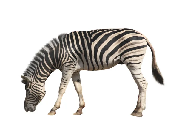 Zebra. izolované na bílém pozadí — Stock fotografie