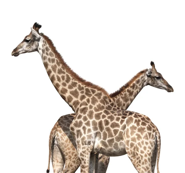 Два жирафа — стоковое фото