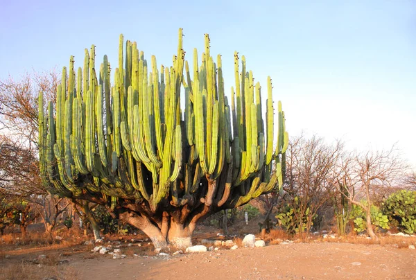 Gigantisk kaktus, Mexiko, Nordamerika — Stockfoto