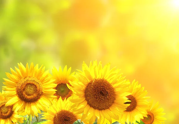 Sonnenblumen auf verschwommenem, sonnigem Hintergrund — Stockfoto