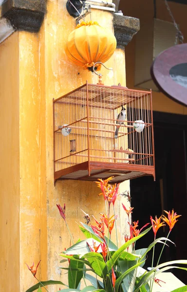 Uccello canterino in gabbia e lanterna di seta, Hoi An, Vietnam — Foto Stock