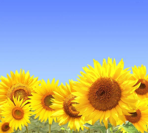 Sunflowers on blue sky background — Stock Photo, Image