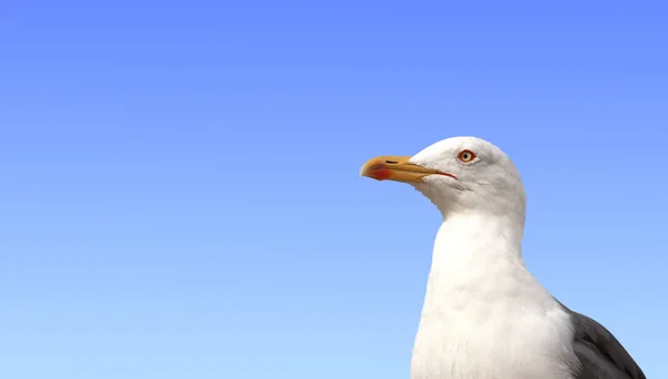 Enkele wilde Europese zilvermeeuw — Stockfoto