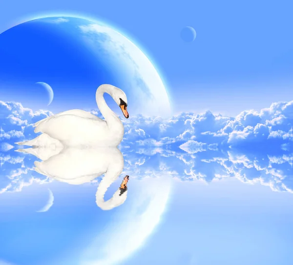 Cisne mudo em fundo azul com planetas — Fotografia de Stock