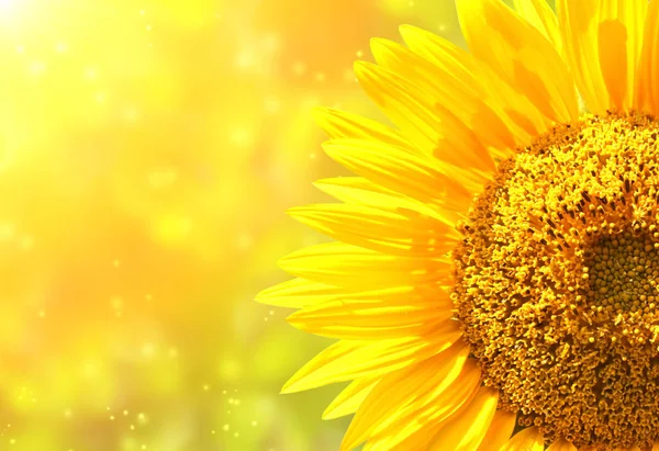 Bunga matahari pada latar belakang cerah kabur — Stok Foto