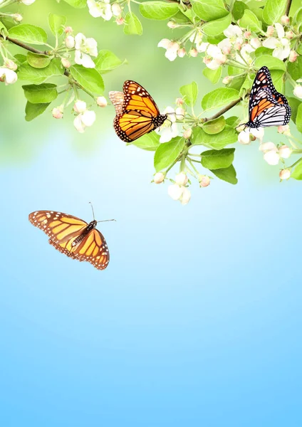 Flowers of apple and monarch butterflies — Stock Photo, Image