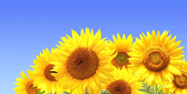 Sunflowers on blue sky background — Stock Photo, Image