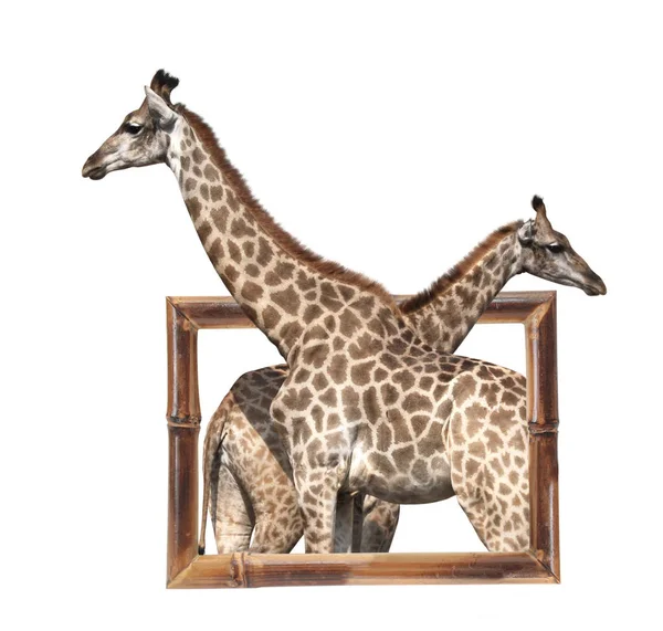 Two giraffes in bamboo frame with 3d effect — Stock Photo, Image