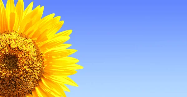 Sunflower on blue sky background — Stock Photo, Image