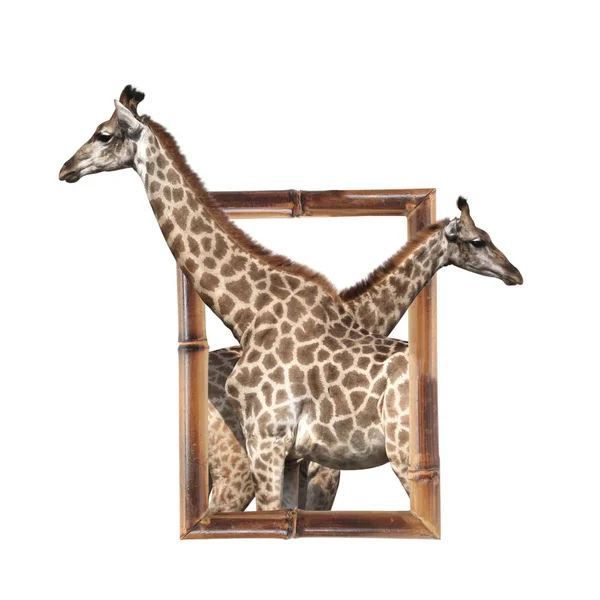 Два жирафи в бамбуковій рамці з 3d ефектом — стокове фото