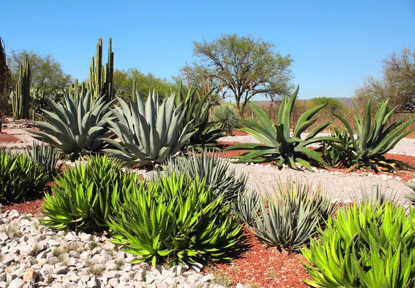 アガヴェス サボテン、多肉植物、トゥーラ デ アジェンデ、メキシコの庭 — ストック写真