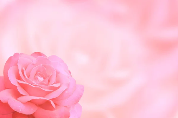 Fundo borrado com rosa de cor rosa — Fotografia de Stock