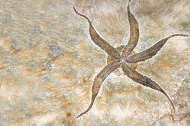 Petrified fossil starfish clipart