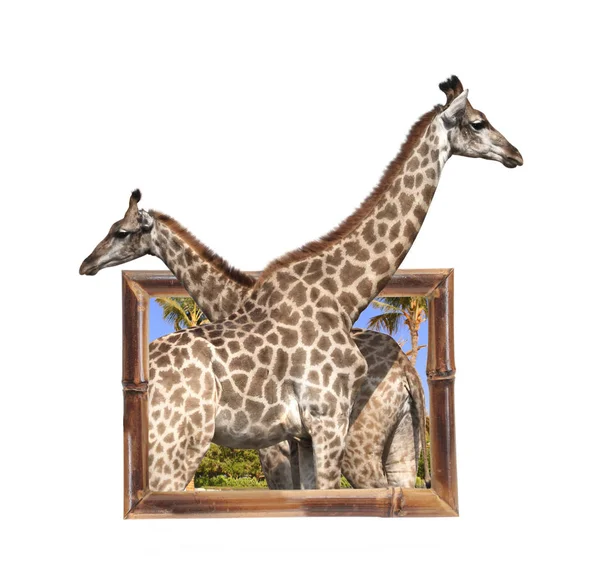 Two giraffes in bamboo frame with 3d effect — Stock Photo, Image