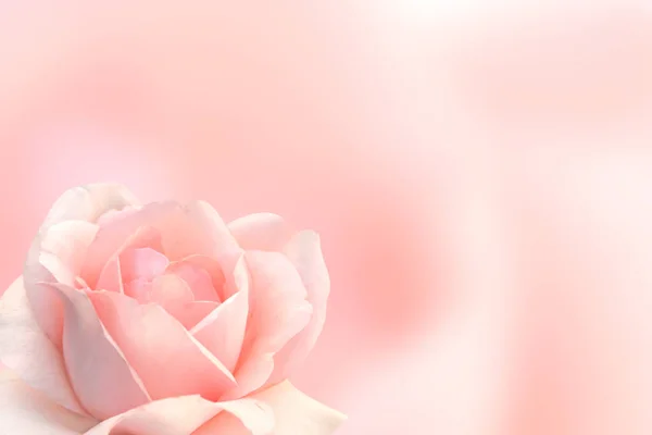 Onscherpe achtergrond met roos van roze kleur — Stockfoto