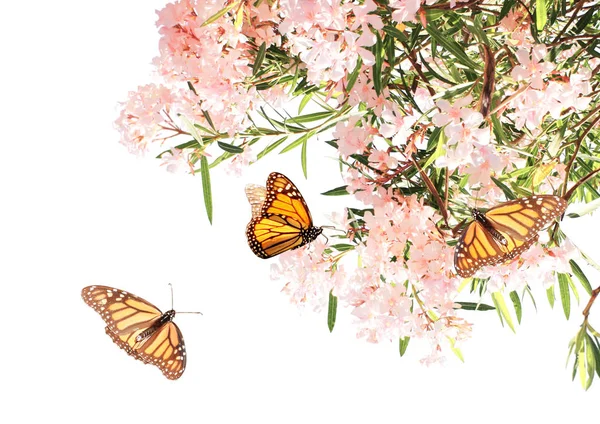 Flowers of pink color and monarch butterflies — Stock Photo, Image