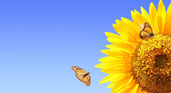 Zonnebloem en monarch butterflies op blauwe hemelachtergrond — Stockfoto