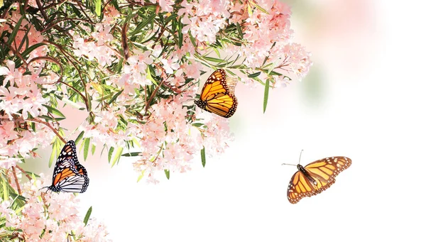 Flowers of pink color and monarch butterflies — Stock Photo, Image