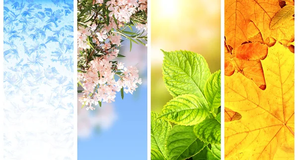 Four seasons of year — Stock Photo, Image