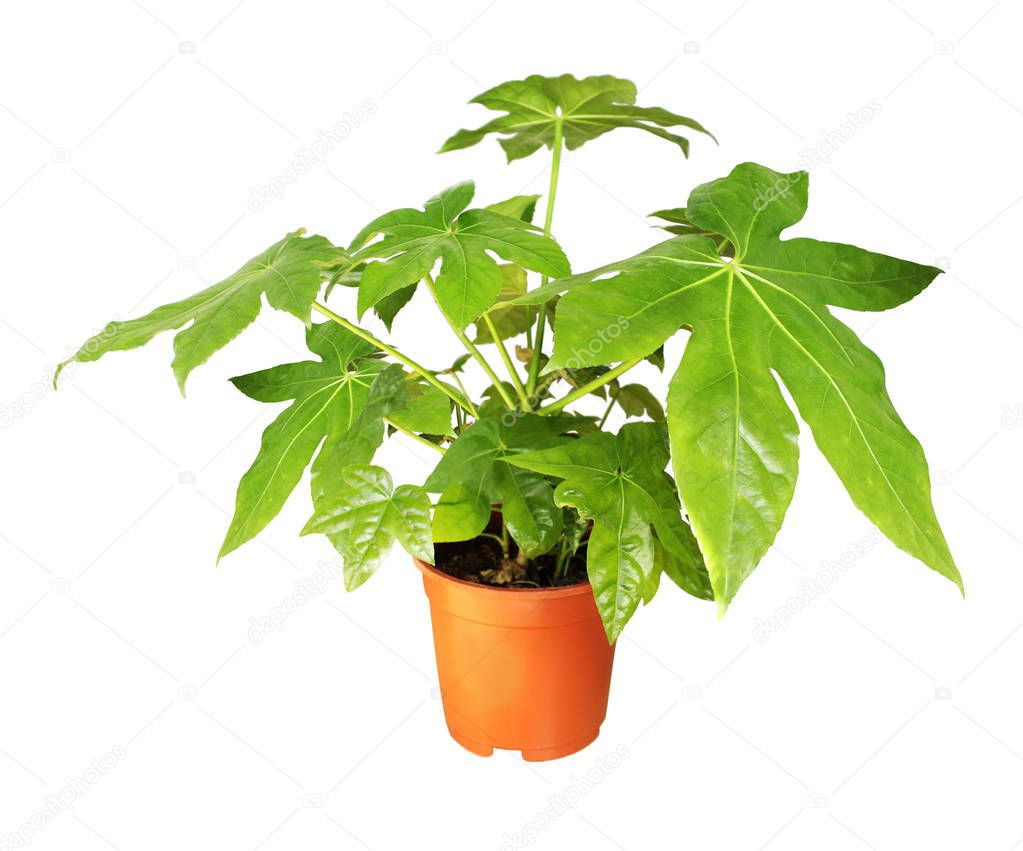 Home plant Japanese fatsia in a pot