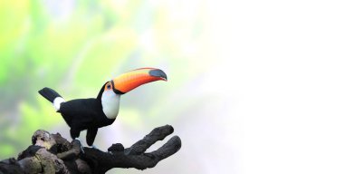 Güzel renkli toucan kuş ile yatay banner