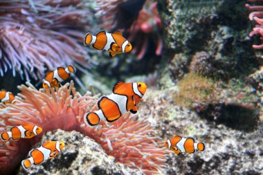 Sea anemone and clown fish clipart