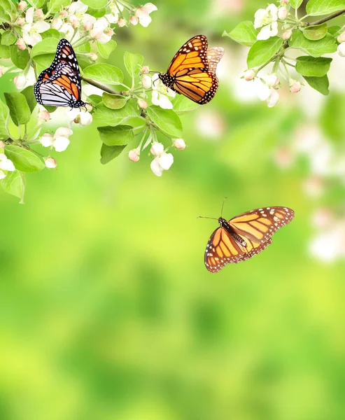 Flowers of apple and monarch butterflies — Stock Photo, Image