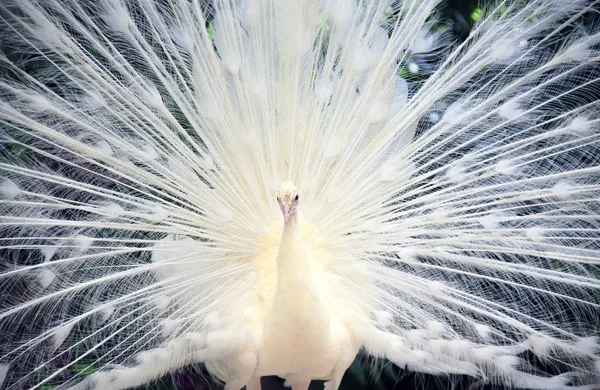 Gros plan de paon mâle blanc — Photo