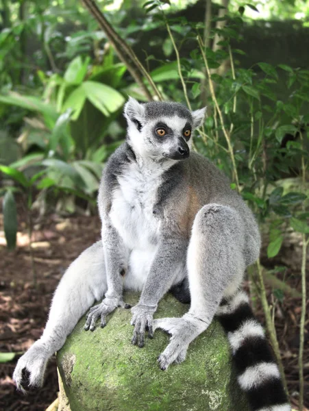 Ringtailed lemur sedí na kameni v pralese — Stock fotografie