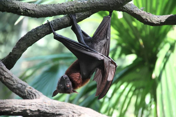 Zorro volador se mueve en una rama — Foto de Stock