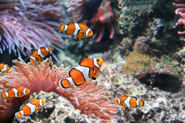 Seeanemone und Clownfische — Stockfoto