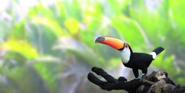 Horizontal banner with beautiful colorful toucan bird clipart