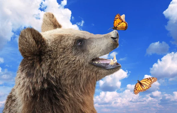 Cheerful brown bear with butterfly sitting on his nose — Stock Photo, Image