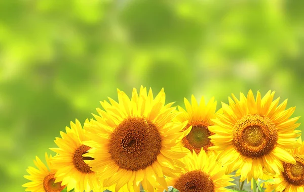 Girasoli su sfondo sfocato e soleggiato — Foto Stock