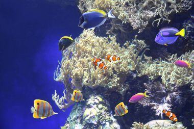 tropikal balık ile sualtı sahne