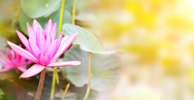 Güzel pembe lotus çiçeği ile yatay banner