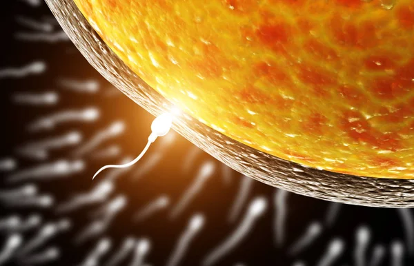 Espermatozoide, flotando en el óvulo — Foto de Stock