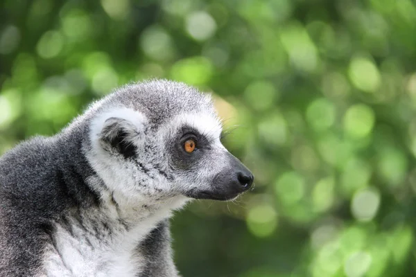 Ringtailed maki portréja — Stock Fotó