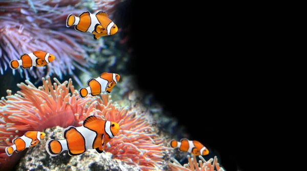 Seeanemone und Clownfische — Stockfoto