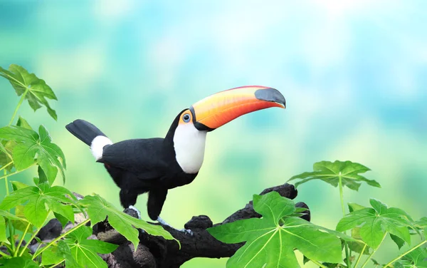 Vízszintes banner gyönyörű színes tukán madár — Stock Fotó