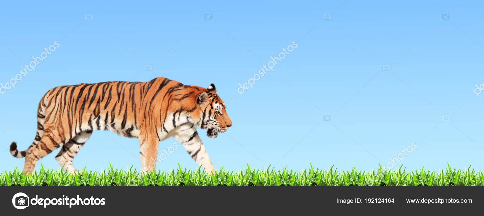 Background tiger banner hd Horizontal banner with walking tiger and