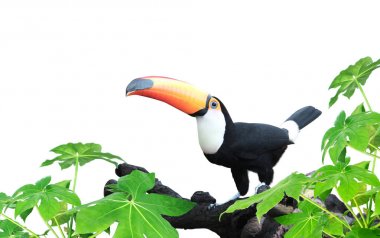 Güzel renkli toucan kuş ile yatay banner
